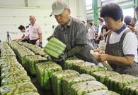 日本方形西瓜上市！